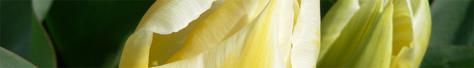 Holly Witteman random header image